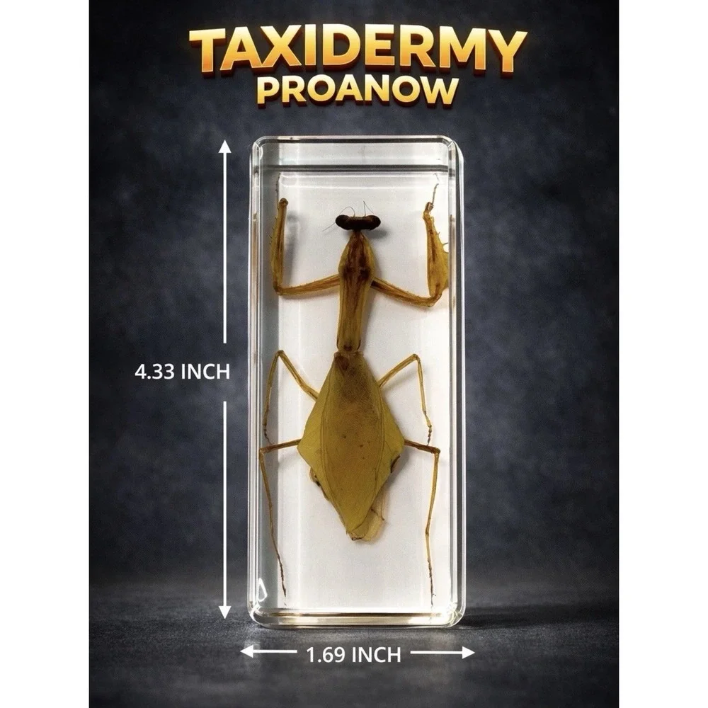 3 Beautiful Taxidermy SEE PICTURES